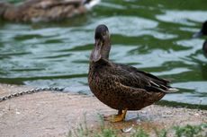 Löffelente (8 von 8).jpg